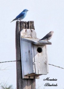 MT bluebirds (2)