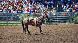 Roping horse at work